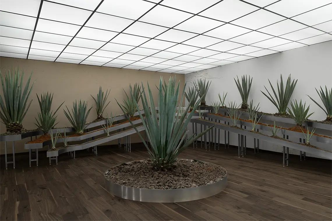 The same agave room from inside, the stepped troughs running the full width under a luminous ceiling
